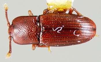 Media type: image;   Entomology 32240 Aspect: habitus dorsal view